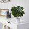 11" Fiddle Leaf Fig Plant in Decorative White Planter